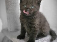 Bkh kitten reinrassig braun - Düsseldorf