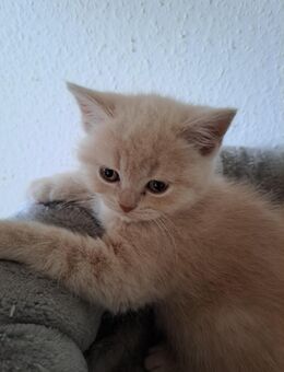 2 bkh kitten noch frei. Stammbaum - Meßkirch