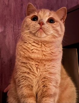 Britisch Kurzhaar Kitten - Moormerland