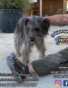 FRITZ - süßer Fratz zum knuddeln - Waakirchen