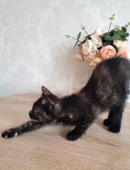 Babykatze Weibchen - Hattorf (Harz)