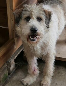 FLUFFY, liebenswerter, freundlicher Rüde - Kallmünz