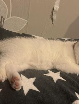 BKH-Kitten suchen ein zu Hause! - Ohrdruf Zentrum