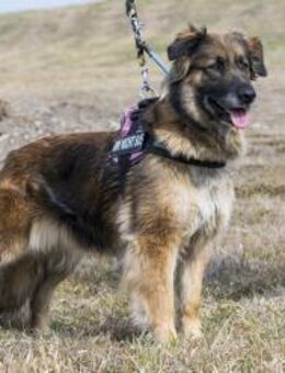 Jessy, ein Sechser im Lotto - Puchheim