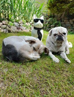 süßer Mops sucht neuen Wegbegleiter - Spremberg