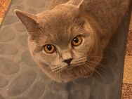 2 BKH Katzen abzugeben - Bremen