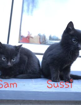 2 bezaubernde Baby-Kitten suchen ein liebevolles Zuhause (ab 09.12.25) - Castrop-Rauxel