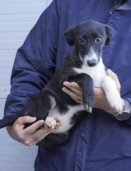 Sue - Neuried (Baden-Württemberg)