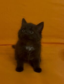 Schwarzes Kitten - Hohe Börde