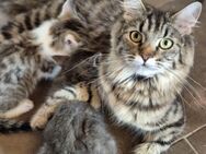 Katzen Welpen Main-Coon Mix - Malborn