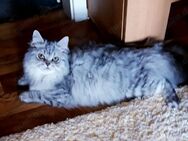Kater leo 9 Monate perser bkh katze junge - Berlin