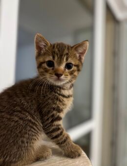 Baby Katzen - Berlin Pankow