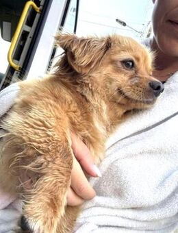 Traumhund Mini-Betty - Kempen