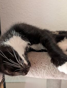 Katzenkitten abzugeben - Bothel
