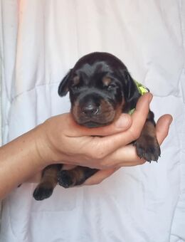 Dobermann Welpen - Breddin