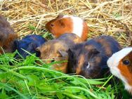 Gehege Samen Kleintierwiese Wiese Hasen Kaninchen Meerschweinchen Saatgut Rasen Gras Futter Kleintierfutter Schildkröte Schildkrötenfutter Futtermischung garden Geschenk Biene Sonne Saat SWR Vatertag - Pfedelbach