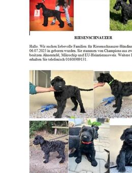 Riesenschnauzer-Welpen weiblich - Dohren (Landkreis Harburg)