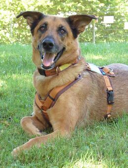 Amy-Ma - Mali-Schäferhund-Mix - 7 Jahre - Tierhilfe Franken e.V. - Lauf (Pegnitz) Zentrum