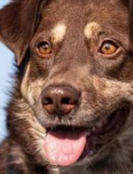 Tommy ist ein hübscher Bub 🐾 - Elsdorf (Nordrhein-Westfalen)