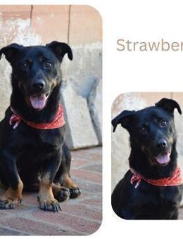 Strawberry - Wendelstein