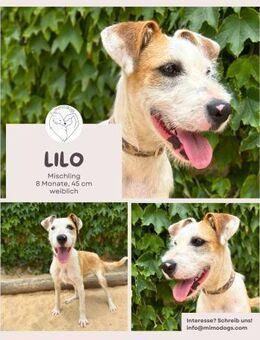 Lilo - Lebensfreude auf vier Pfoten - Brühl (Nordrhein-Westfalen)
