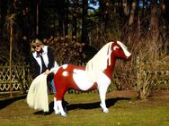 Deko Shetland Pony, "Charming", 162cm, belastbar bis 100kg, HAEIGEMO, HORSE, PFERD Artikel-Nr.: 2969 - Heidesee