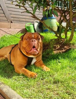 Old Englisch Bulldogge - Edertal