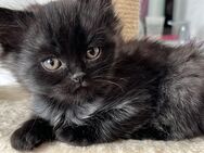 RAGDOLL BKH KITTEN - Brieselang
