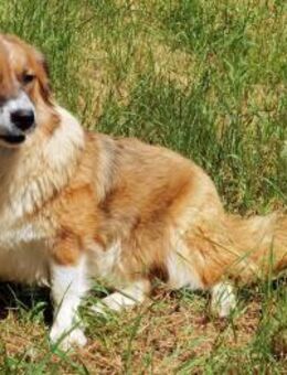 Clara sucht Ihre Menschen - Schwaig (Nürnberg)