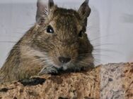 Degu Mädchen in liebevolle Hände abzugeben - Dresden