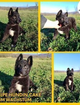 Cake Welpe Hündin Junghund verspielt - Margetshöchheim