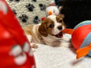 Cavalier King Charles Spaniel Welpen - Hagen (Stadt der FernUniversität)