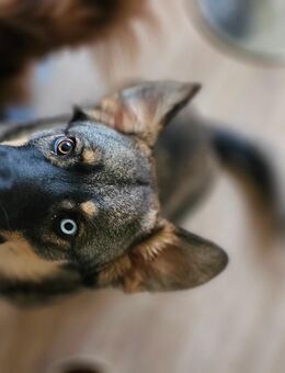Husky Schäferhund Mischling - Bogel