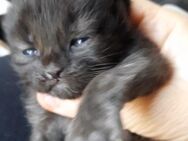 Maine coon mix Heilige Birma kitten - Hünstetten