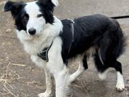 Border Collie Rüde - Helmstedt