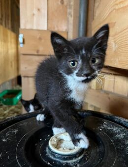 Katzenbaby, weiblich - Rosenbach (Vogtland)