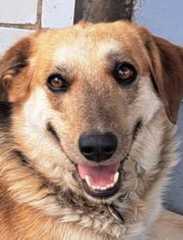 Sally sucht ihre Familie - Weilheim (Oberbayern)