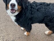 Bernersennen Hund - Dettelbach