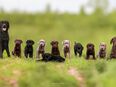 Reinrassige Labrador Welpen mit Ahnentafel | braun schwarz | Rüde Hündin in 95679