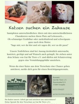 Katzen aus dem Tierschutz suchen ein neues Zuhause - Templin