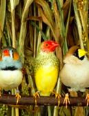 Suche Verschiedene Prachtfinken in 37299