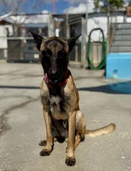 Simba - Neubrunn (Bayern)