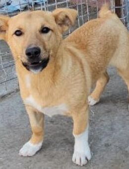 LASSE - in 18320 Ahrenshagen-Daskow - Weilheim (Oberbayern)