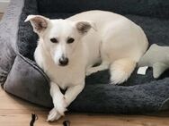 Schneeflocke OKI 🐾 - Sindelfingen