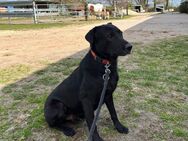 Unser Labradormischling Spencer ca 4Jahre, wünscht sich dringend ein Zuhause - Angern