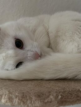 Kater sucht liebevolles Zuhause - Bremerhaven