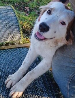 Mika, a.d.Tierschutz, sucht liebes Happy-Home - Boxberg (Oberlausitz)