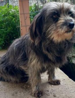 Meika - eine ruhige, zurückhaltende Maus - Krefeld