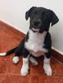 kleine süße Mila - Augsburg