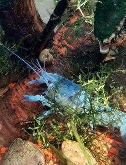 BLAUER FLORIDAKREBS - Datzetal